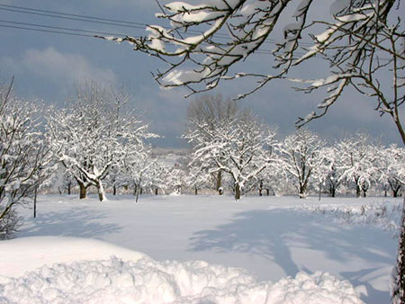 Winter im Garten